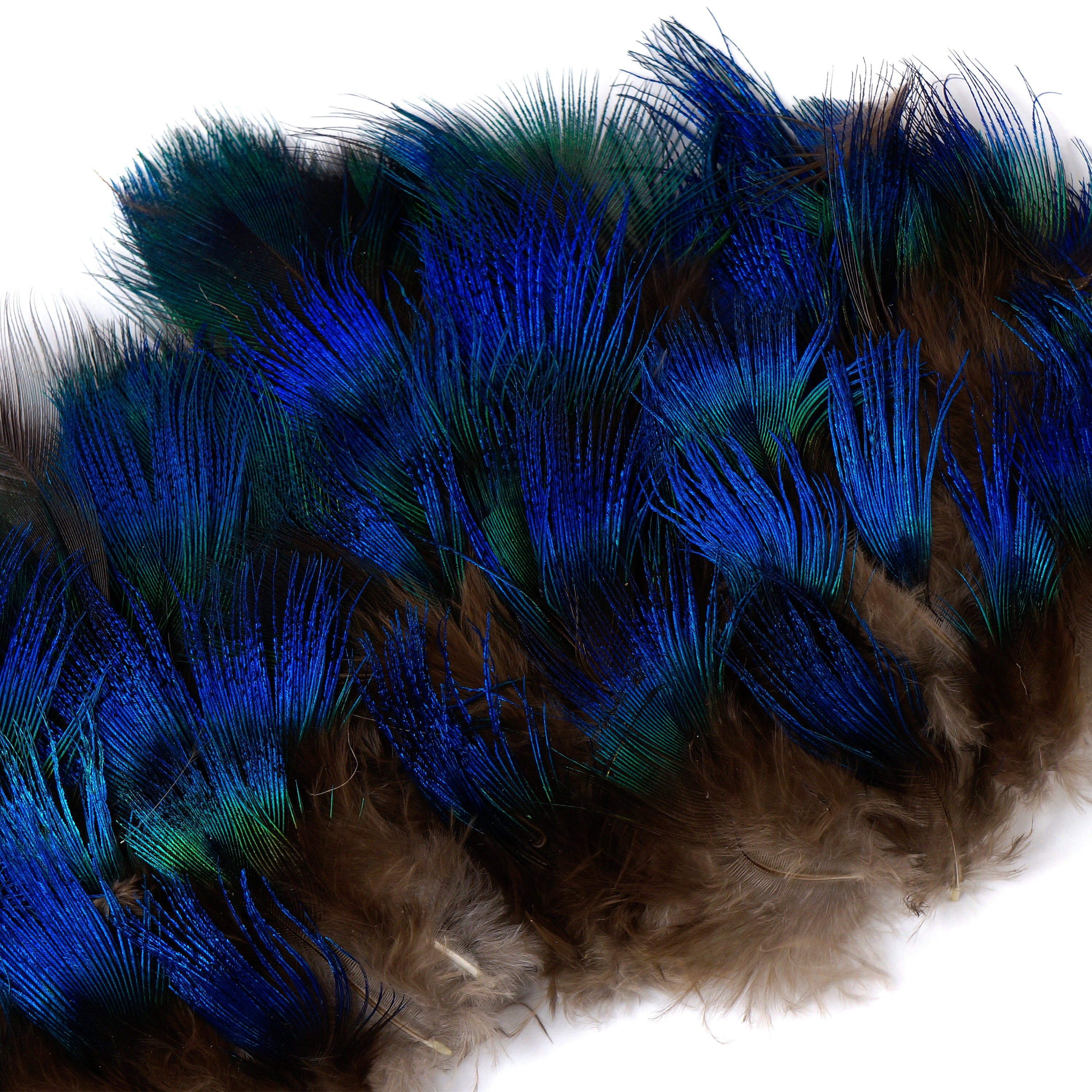 peacock feathers for cats