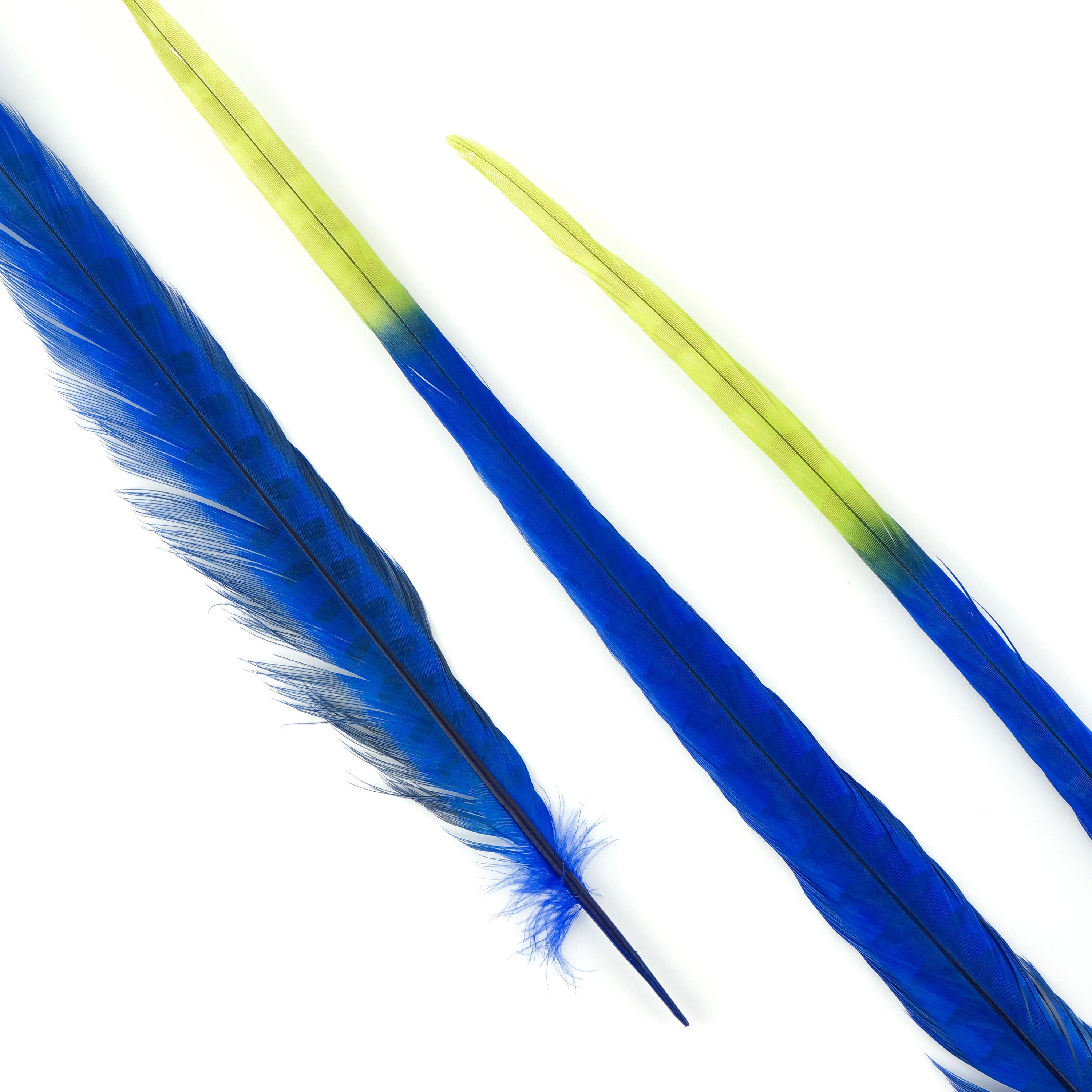 Blue and Lime Green Tipped Bleach Dyed Pheasant Feathers, 5 Two Tone Tail Feathers 2024 Ombre