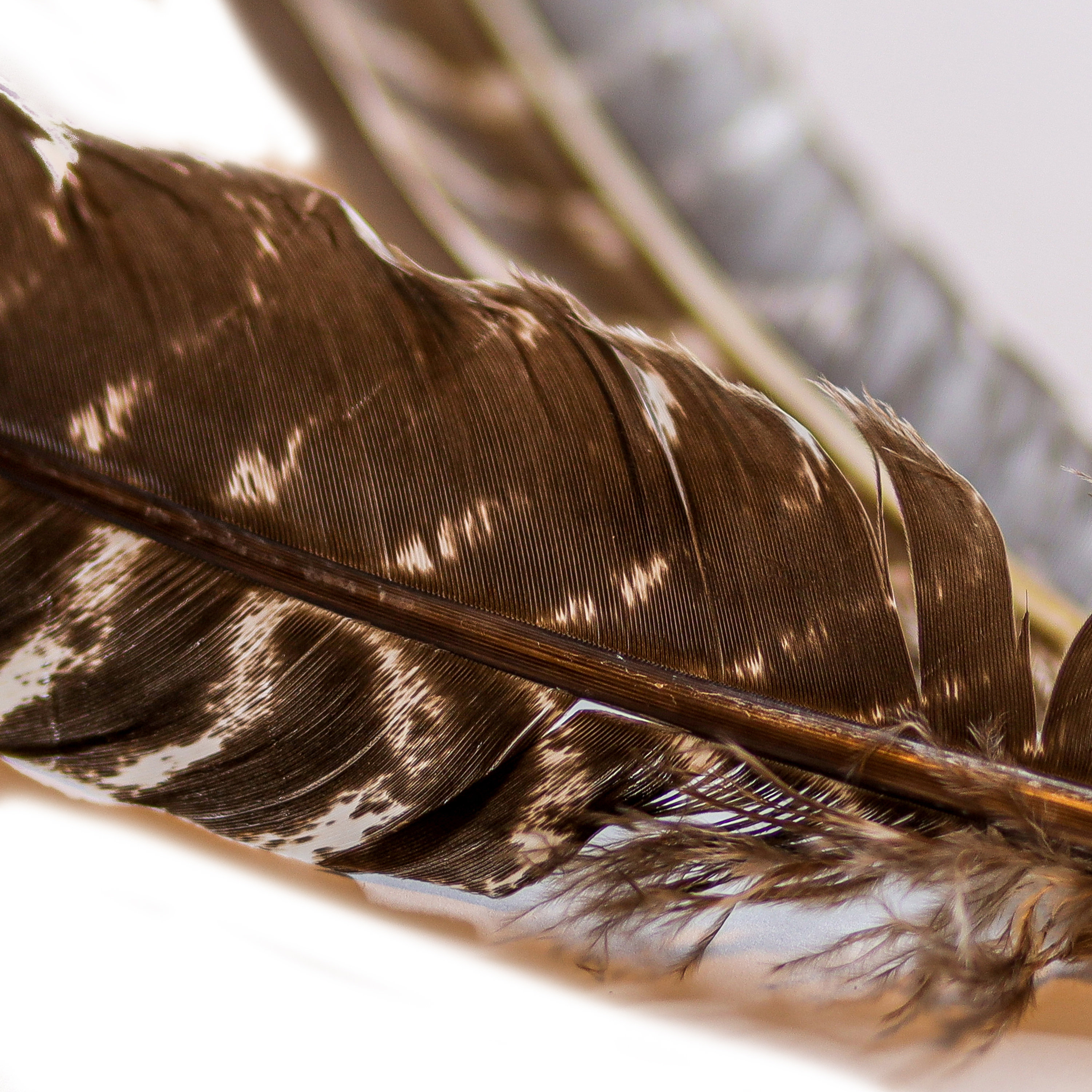 Wild Turkey Feathers, Naturally Shed, Barred Turkey Pointers 10-14