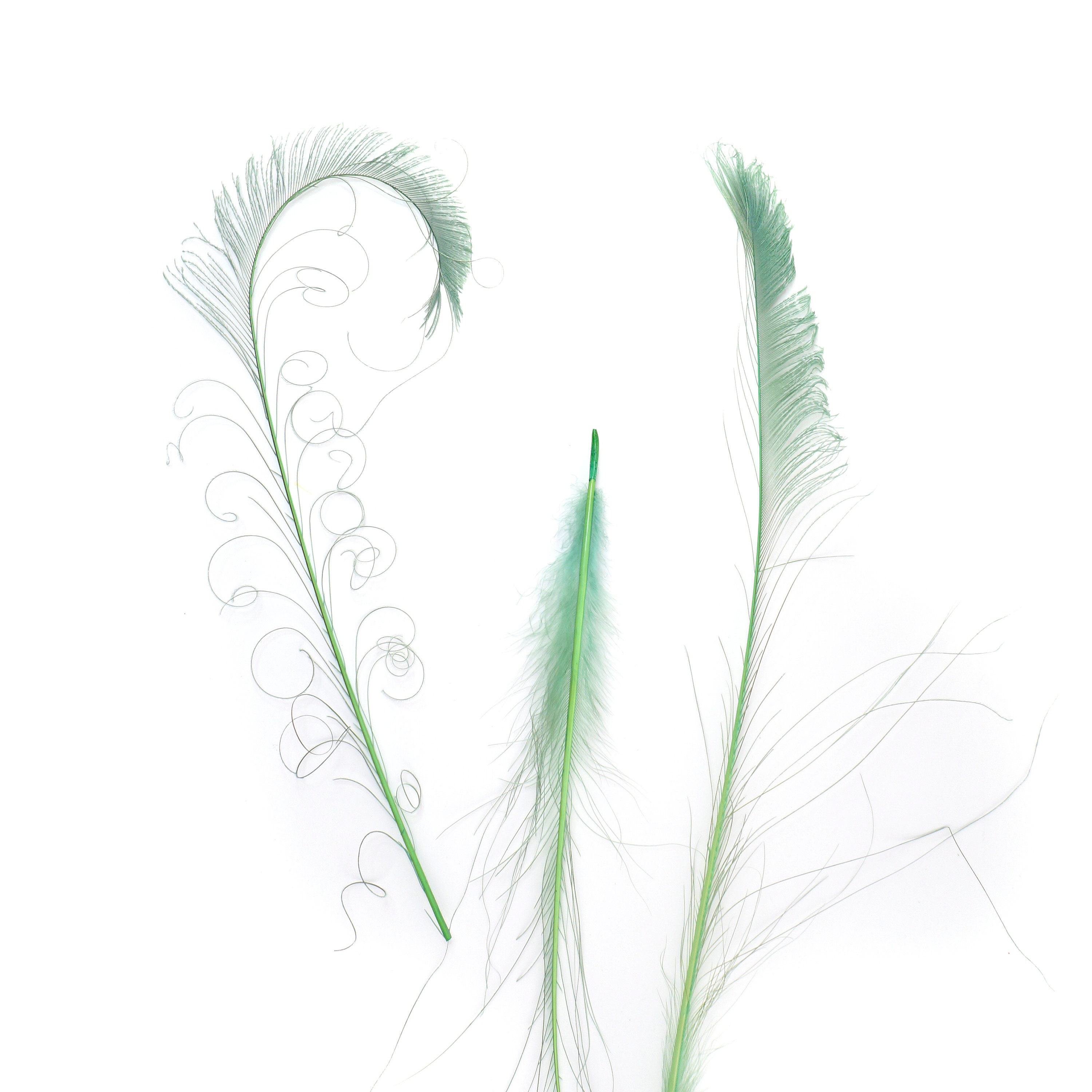 Bleach Dyed Peacock Sword Feathers 10 to 100 Pieces 1525 CELEDON Floral Decor, Millinery