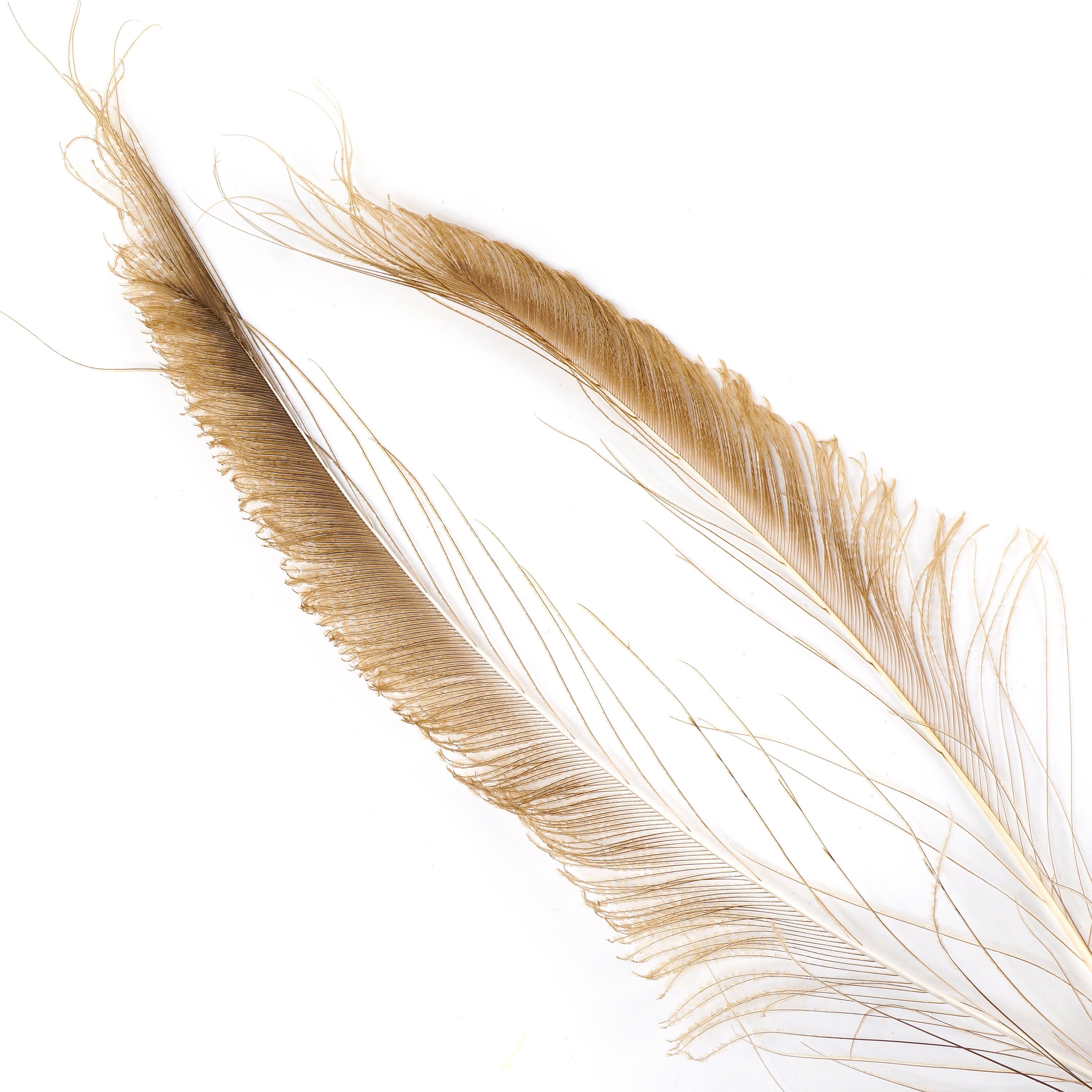 Bleach Dyed Peacock Sword Feathers 10 to 100 Pieces 1525 GOLDEN Iridescent Beige Floral Decor