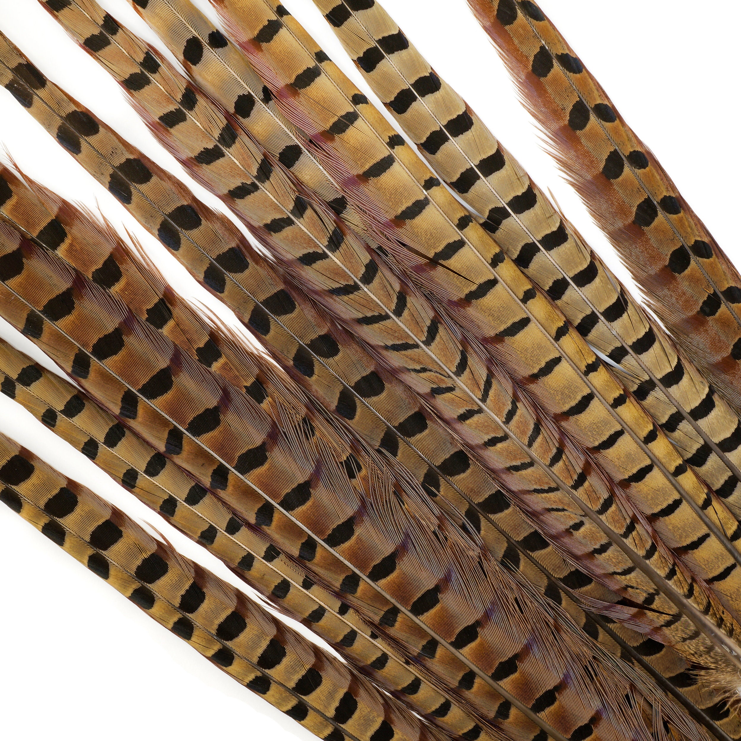 Pheasant Feathers 10 to 100 pieces Long Male Tail Feathers 2024