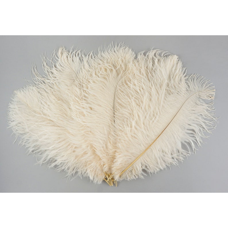 Ostrich Feathers 13-16 IVORY For Feather Centerpieces, Party Decor, Millinery, Carnival, Fashion & Costume ZUCKER® image 3