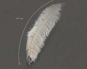 Plumas de avestruz, marfil de plumas de avestruz Spads & quot ;, 18-24 Suministros centro de flores, Carnival y traje plumas ZUCKER®