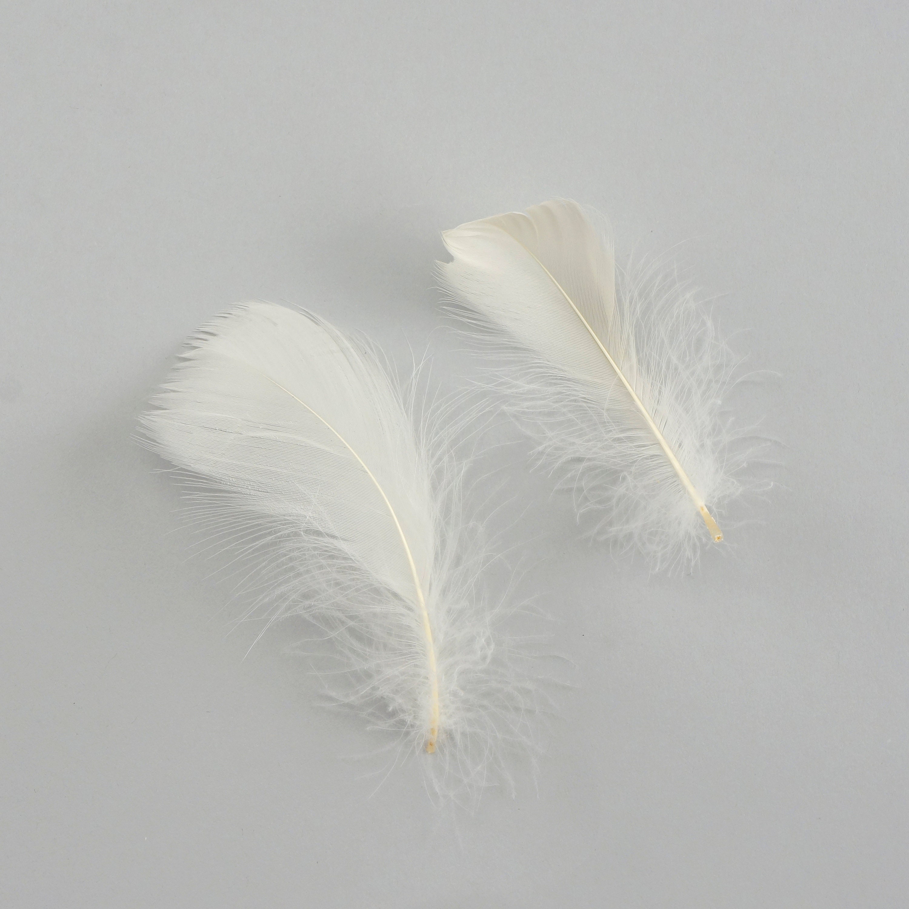 Goose Coquille Feathers, 35 Eggshell Loose Goose Feathers, Small