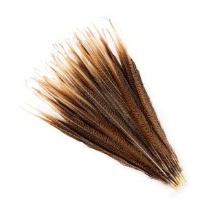 May include: A bunch of brown and black pheasant feathers with a natural, wild look.