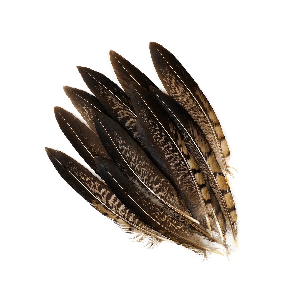 10 Natural Lady Amherst Pheasant Tail Feathers - 6 To 8 Inch Feathers For Crafts, Fly Tying