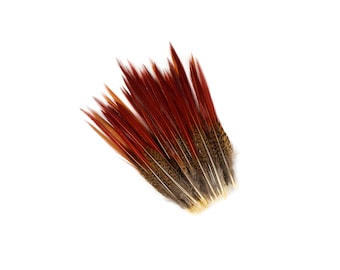 Golden Pheasant Feathers, 100PCS 6-8" Natural  Pheasant Red Tip Loose Feathers For Crafting and Art Supplies ZUCKER®