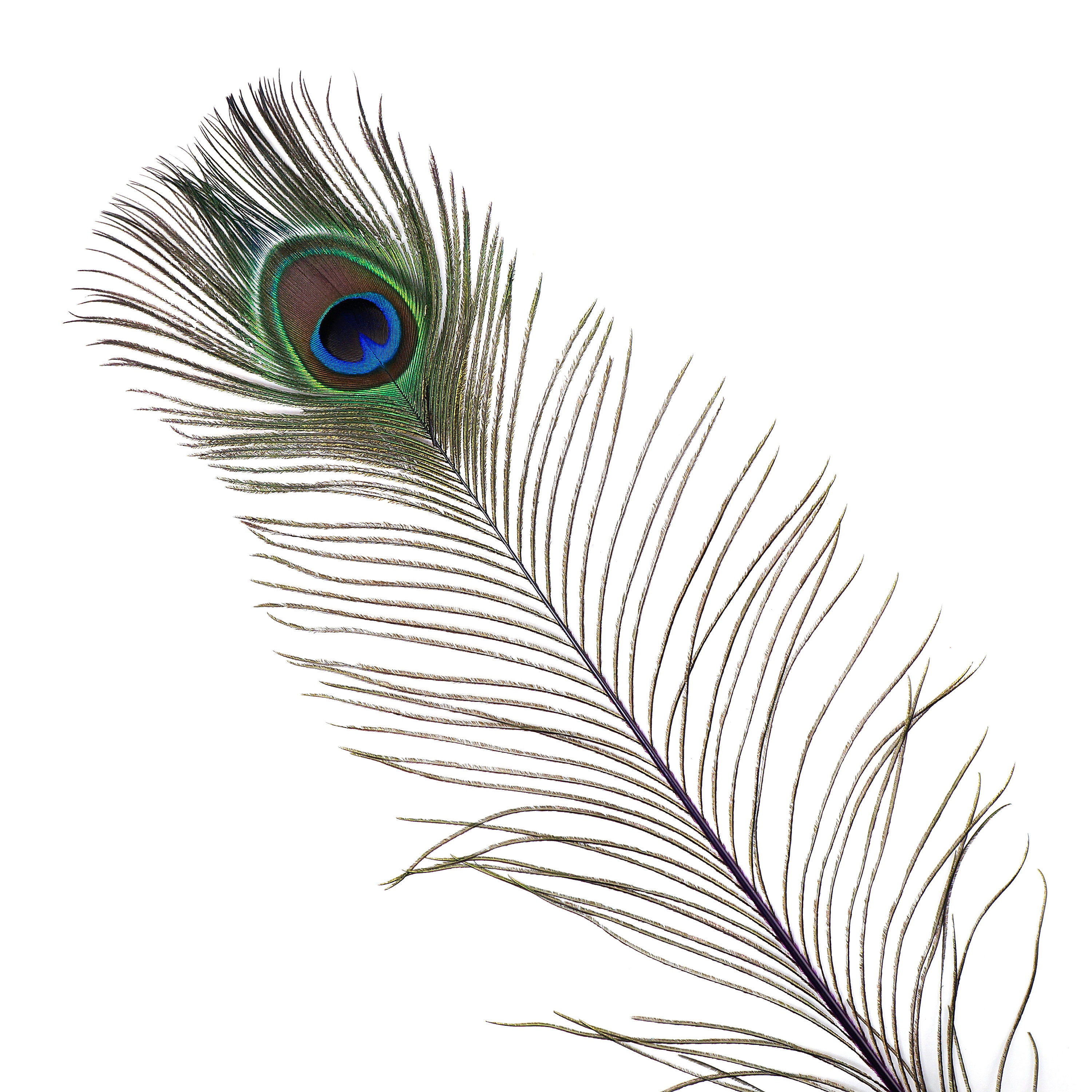 Download Purple Dyed Peacock Feathers, 25-40 inches Stem Dyed ...