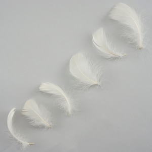 Goose Coquille Feathers, 3-5&quot; Ivory Eggshell Loose Goose Feathers, Small Feathers, Arts and Craft Supplies ZUCKER®