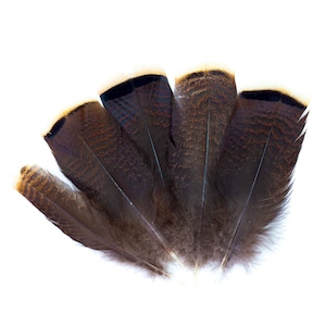 Plumas Turquía salvaje, natural Barred Turquía 10-16” punteros para la escritura Quills, Sombrerería, colectores ideales