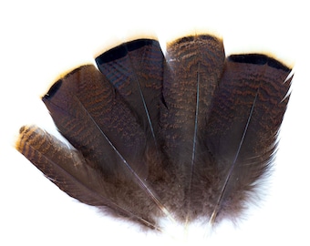Plumas Turquía salvaje, natural Barred Turquía 10-16” punteros para la escritura Quills, Sombrerería, colectores ideales