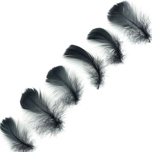 Goose Coquille Feathers, 3-5&quot; Black Loose Goose Feathers, Small Feathers, Arts and Craft Supplies ZUCKER®