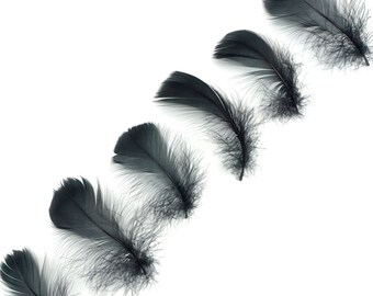 Goose Coquille Feathers, 3-5" Black Loose Goose Feathers, Small Feathers, Arts and Craft Supplies ZUCKER®