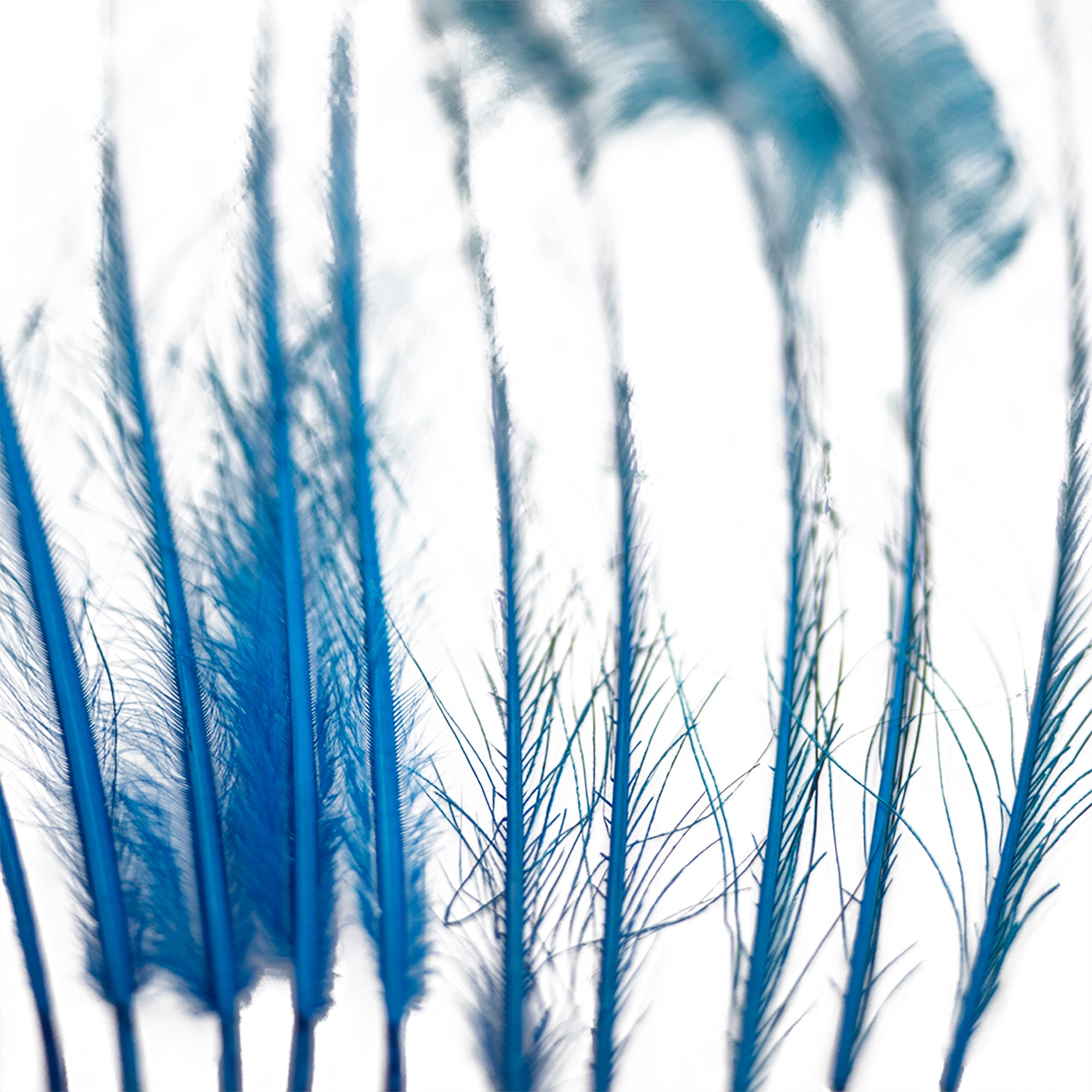 Bleach Dyed Peacock Sword Feathers 10 to 100 Pieces 1525 Dark TURQUOISE Floral Decor