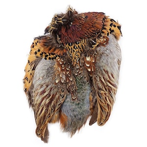Pheasant Feather Pelt, 1 Piece Complete Natural Ringneck Pheasant Skin Pelt Without Neck and Tails, Rare Fly Tying & Jewelry Supply ZUCKER®