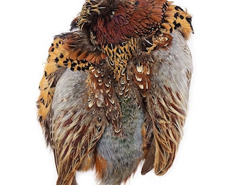 Pheasant Feather Pelt, Piece Complete Natural Ringneck Pheasant