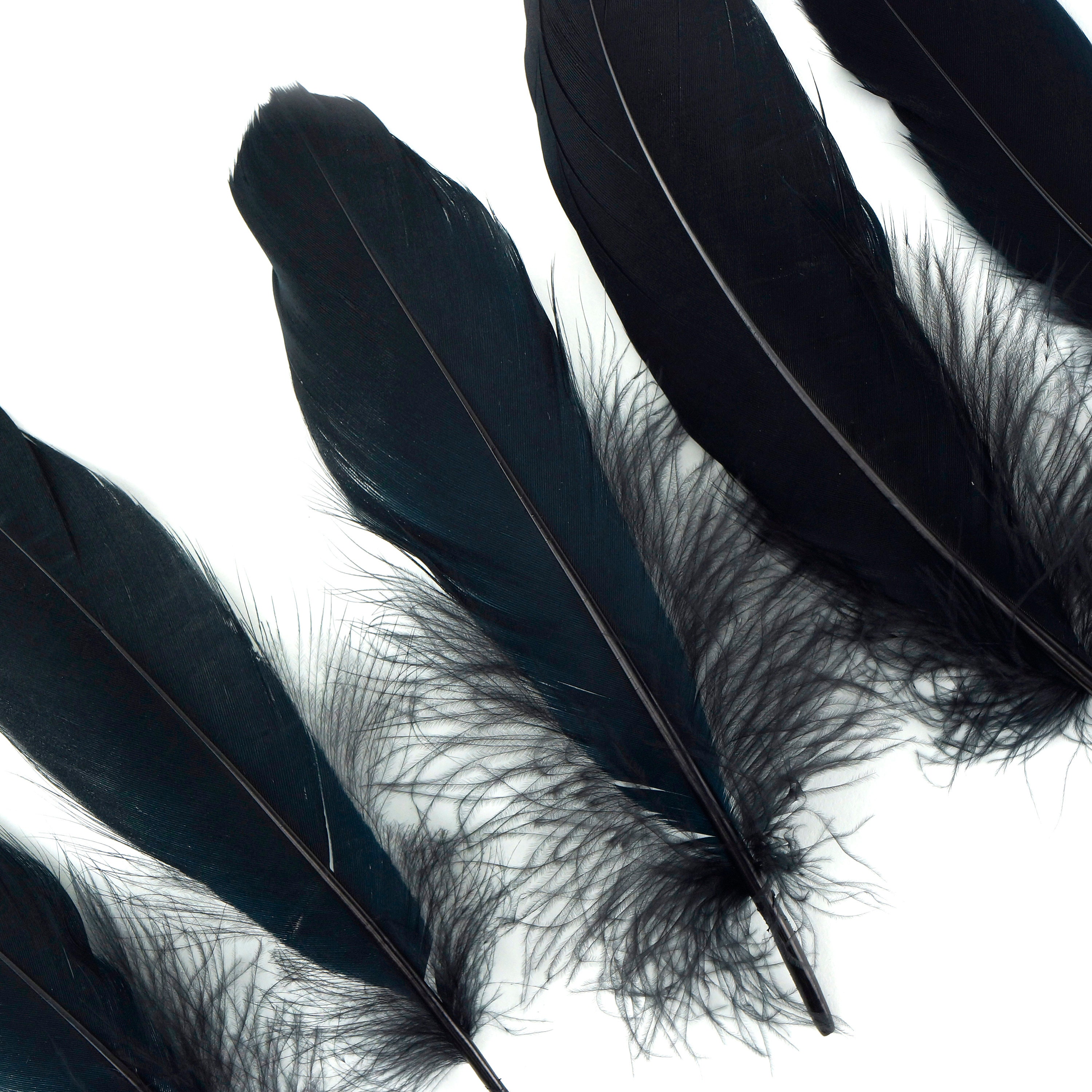 Goose Feathers, 46 Black Loose Goose Feathers, Small