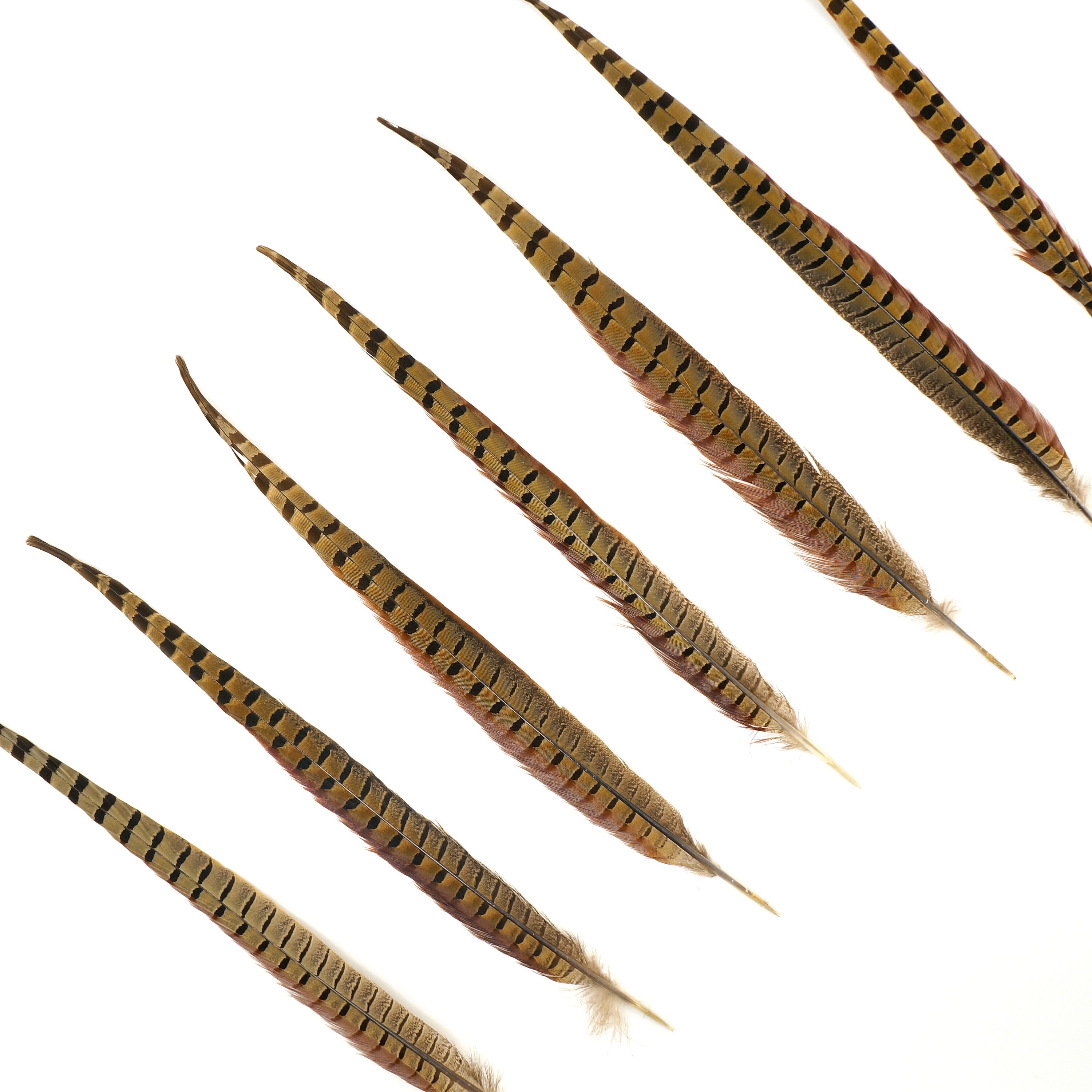 Natural Pheasant Feathers (16-18 inches) - Feathers - Basic Craft