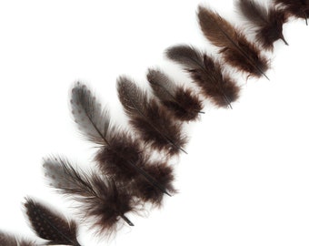 Guinea Feathers, Dyed Brown 1-4” Guinea Hen Polka Dot Loose Plumage Feathers & Craft Supply ZUCKER®