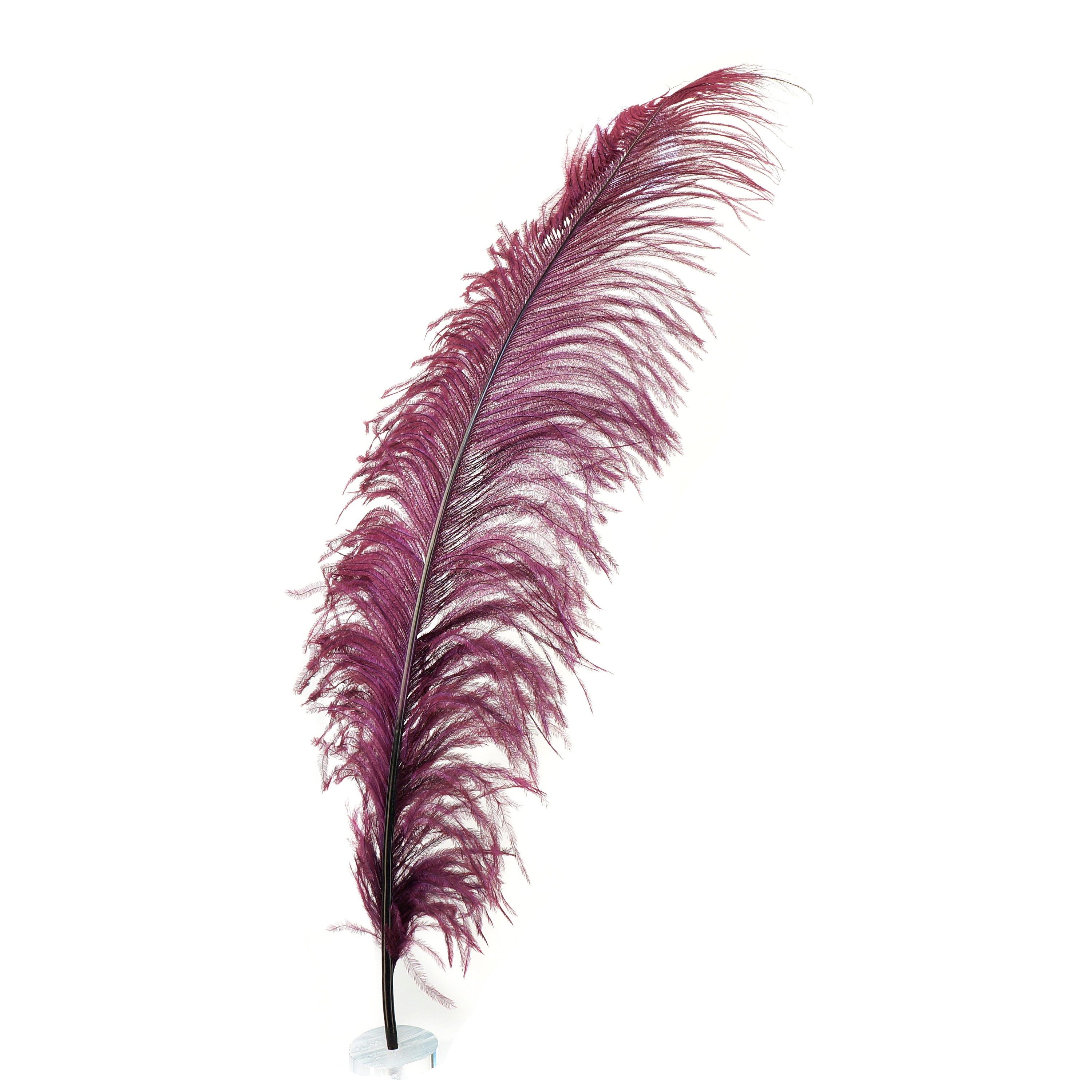 Ostrich Feathers, Burgundy Ostrich Feather Spads 1824, Centerpiece