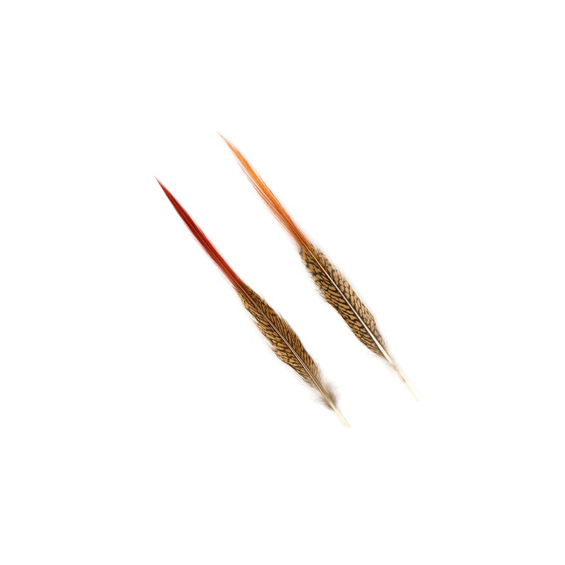 Golden Pheasant Feathers 1012 Natural Pheasant Red Tip Etsy
