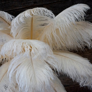 Ostrich Feathers 17-20" IVORY, 1 to 25 pcs, Ostrich Plumes, Carnival Samba, Ostrich Drab, Mardi Gras, Centerpieces, Feather Fan, ZUCKER® USA