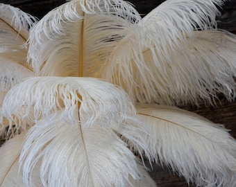 Ostrich Feathers 17-20&quot; IVORY, 1 to 25 pcs, Ostrich Plumes, Carnival Samba, Ostrich Drab, Mardi Gras, Centerpieces, Feather Fan, ZUCKER® USA