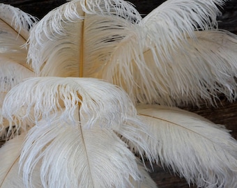 Ostrich Feathers 17-20" IVORY, 1 to 25 pcs, Ostrich Plumes, Carnival Samba, Ostrich Drab, Mardi Gras, Centerpieces, Feather Fan, ZUCKER® USA