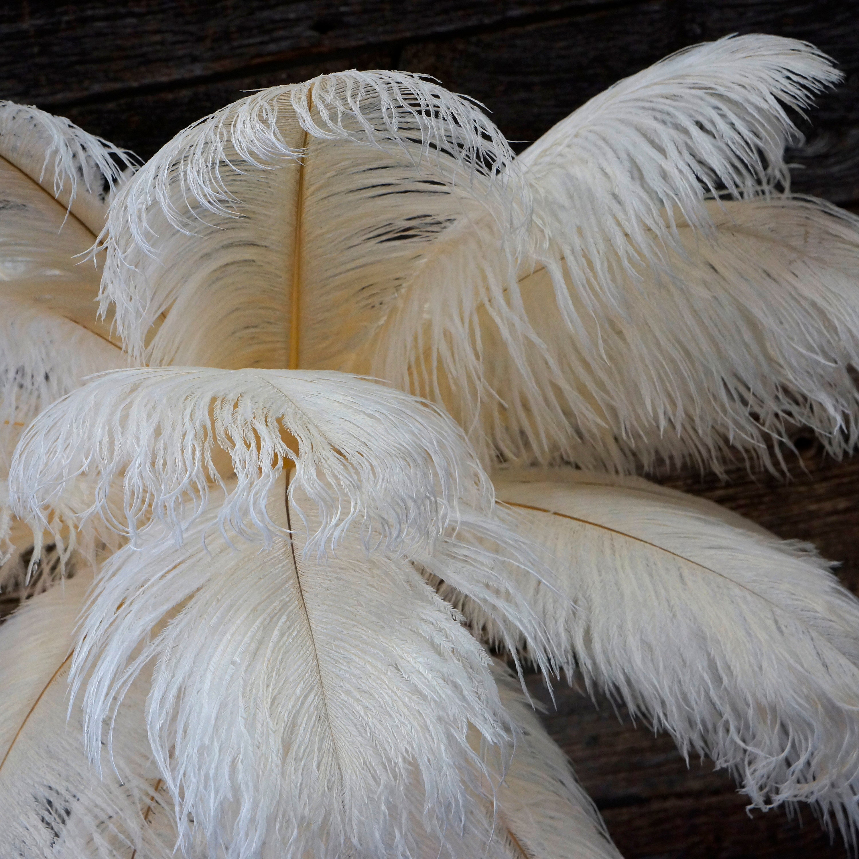 Black Ostrich Feathers/Plumes Wholesale 16-18 inch 12 Pieces Dozen Bulk  Wedding Centerpieces Crafts, arts DIY stage and events decoration