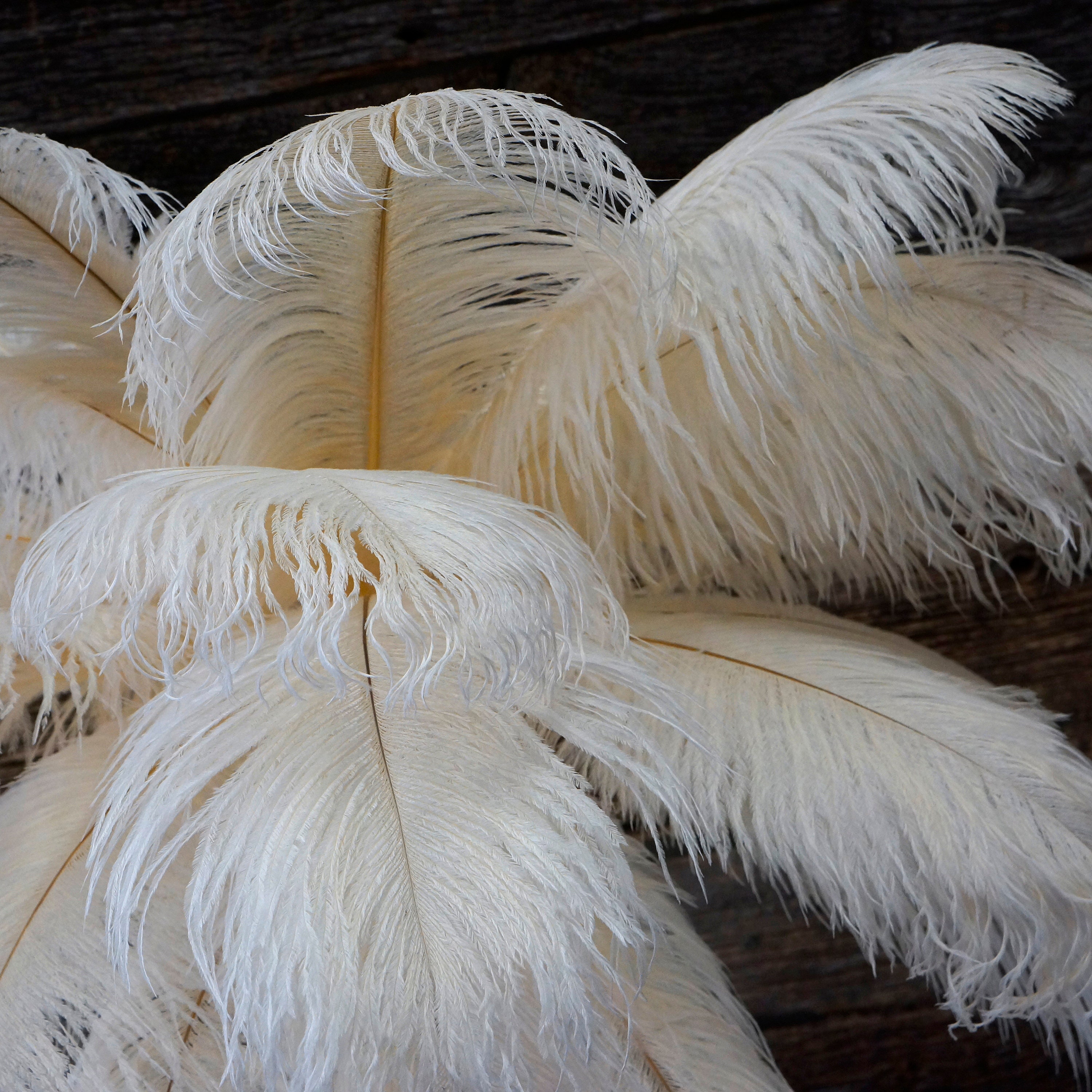 Ostrich Feathers 17-20 IVORY, 1 to 25 Pcs, Ostrich Plumes, Carnival Samba,  Ostrich Drab, Mardi Gras, Centerpieces, Feather Fan, ZUCKER® USA 