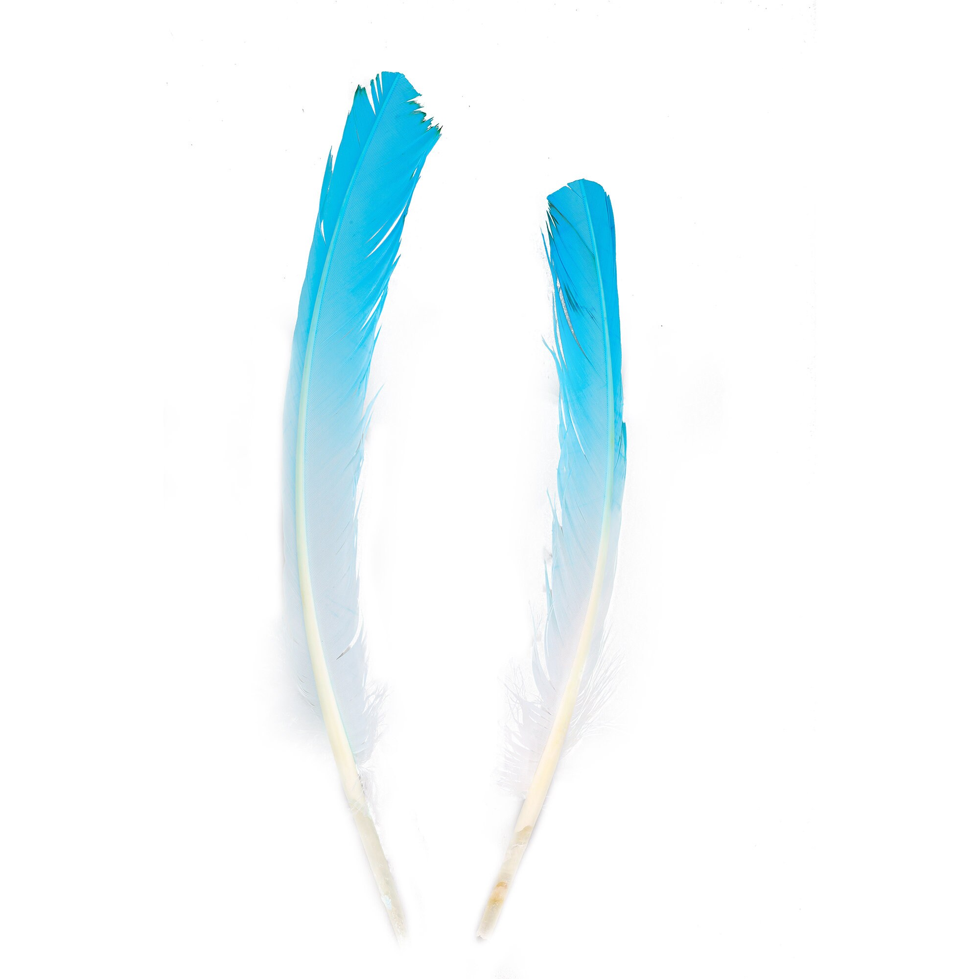 Turquoise & White Two Tone Ombre Tipped Turkey Round