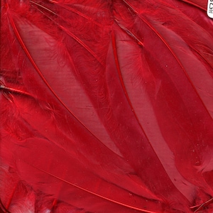 Goose Satinette Feathers, 4-6&quot; Red Loose Goose Feathers, Small Feathers, Art and Craft Supplies ZUCKER®
