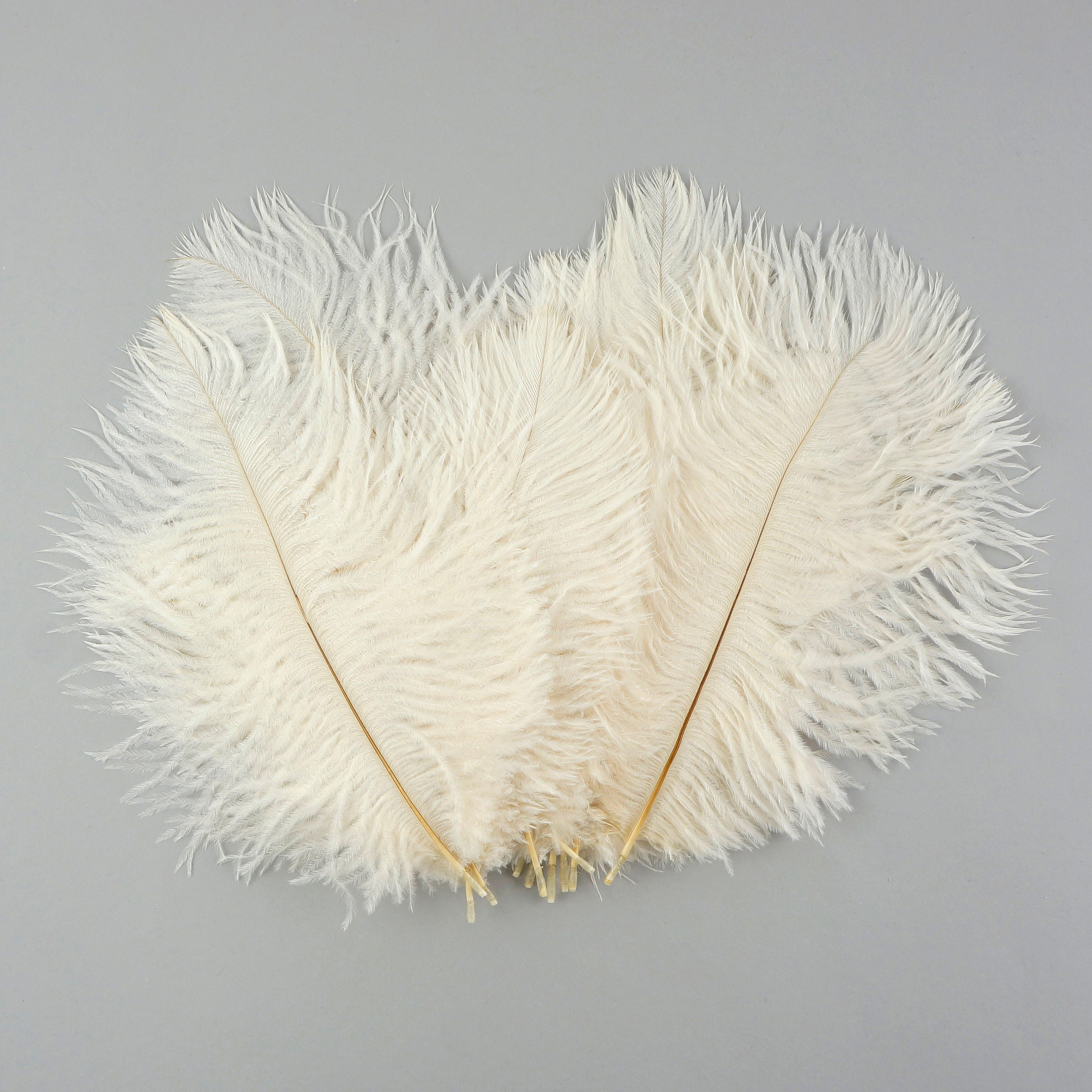Ostrich Feathers 4-8