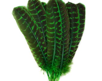 Wild Turkey Feathers, Natural Barred Quills 8-12” Dyed KELLY GREEN for Millinery, Dream Catchers, Arts & Crafts, Decorations,  ZUCKER®