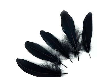 May include: Five black feathers arranged in a semi-circle on a white background.