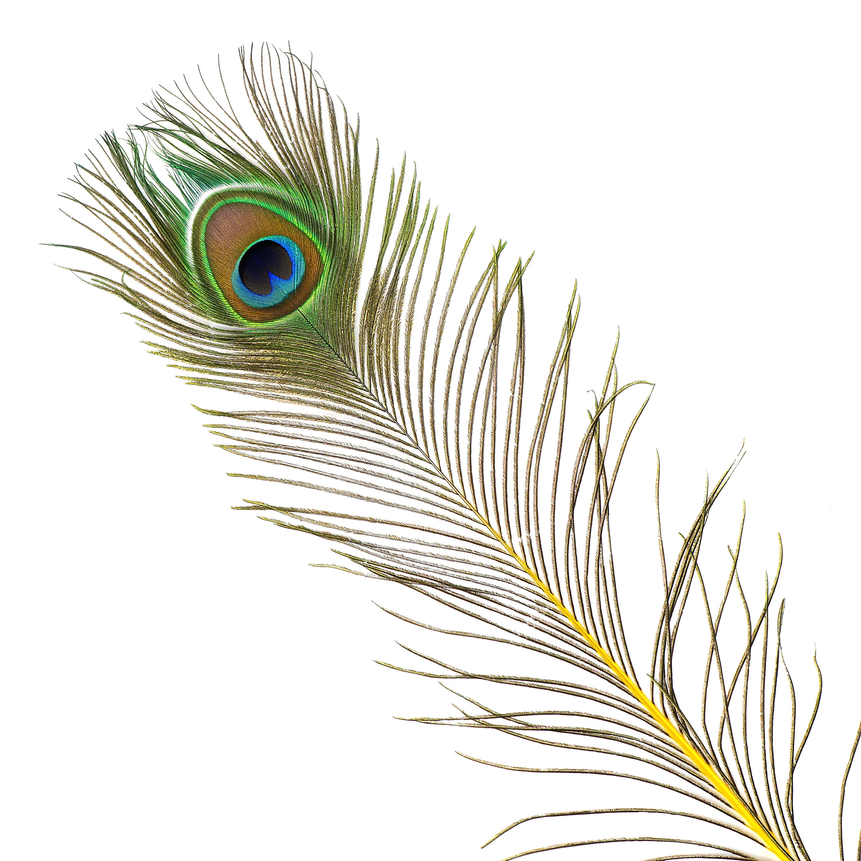 Yellow Dyed Peacock Feathers, 25-40 inches Stem Dyed Peacock Tail