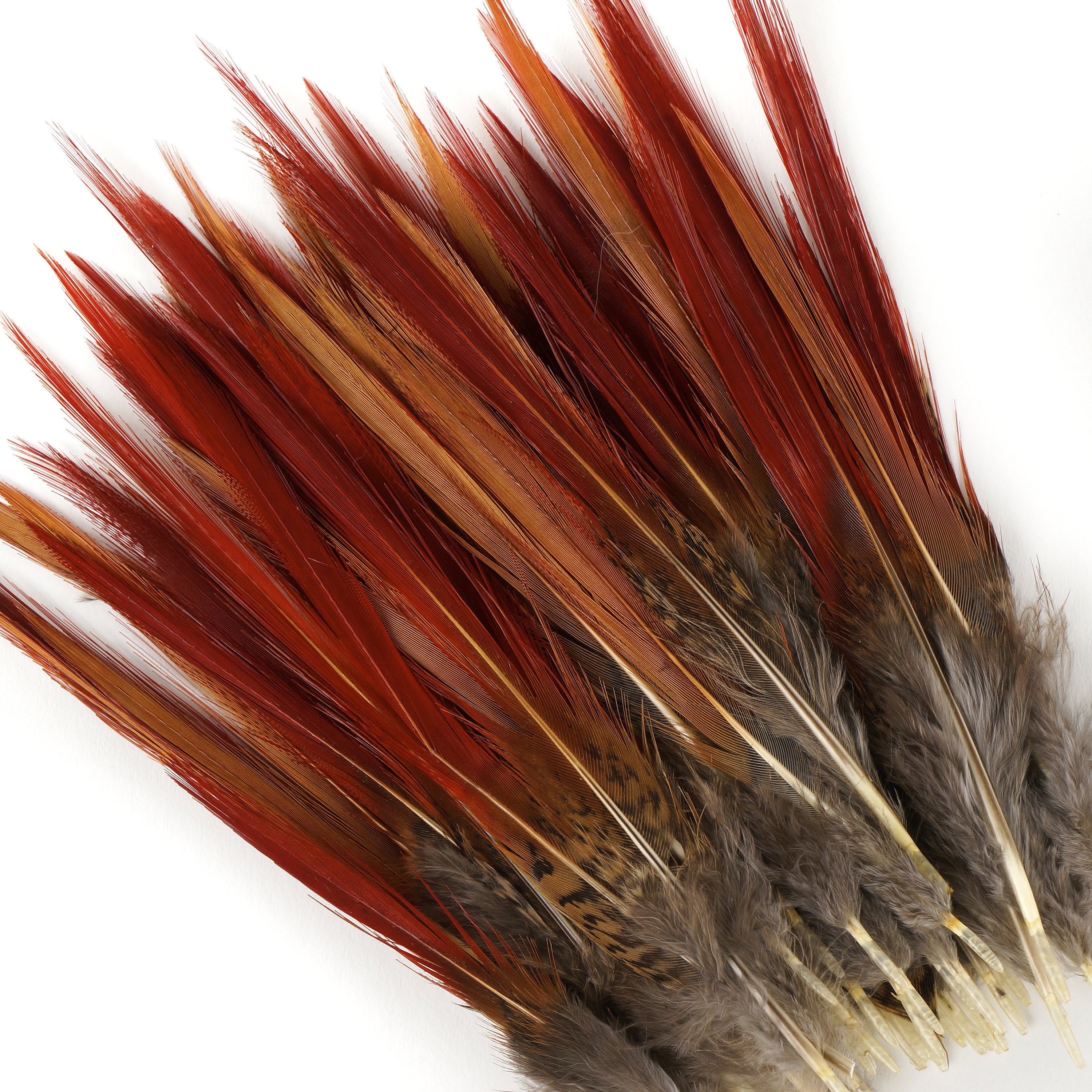 Golden Pheasant Feathers 10PCS 4-6 Natural Pheasant | Etsy