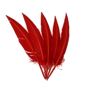 May include: A collection of six vibrant red feathers arranged against a white background. The feathers are long, with a smooth texture and a slight curve, and are likely for crafting or decorative purposes.