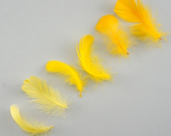 Goose Coquille Feathers, 3-5" Golden Mix Loose Goose Feathers, Small Feathers, Arts and Craft Supplies ZUCKER®