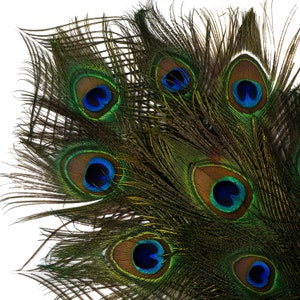 Natural Peacock Feathers, 8-15 inch Natural Peacock Bird Feathers, Short Peacock Feathers, Small Natural Cut Peacock Tail Feathers ZUCKER®