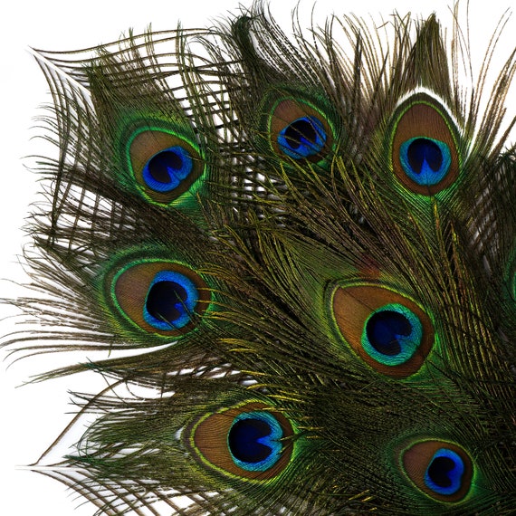 Natural Peacock Feathers, 8-15 Inch Natural Peacock Bird Feathers, Short Peacock  Feathers, Small Natural Cut Peacock Tail Feathers ZUCKER® 