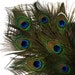 see more listings in the Peacock Feathers section