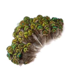 Könnte beinhalten: Eine Sammlung von Pfauenfedern mit grünen, blauen und braunen Markierungen. Die Federn sind fächerförmig angeordnet.