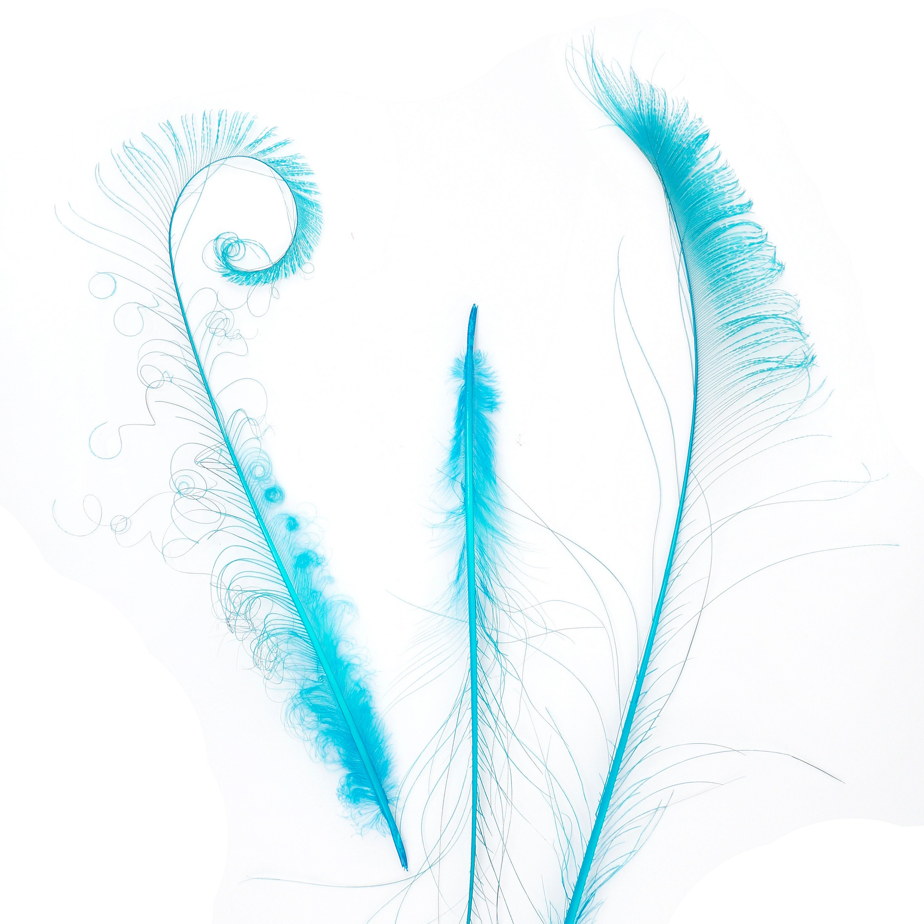 Bleach Dyed Peacock Sword Feathers 10 to 100 Pieces 1525 Dark AQUA, Floral Decor, Millinery