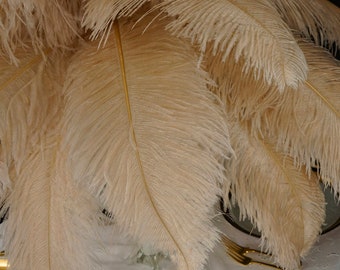 May include: A bunch of soft, light beige ostrich feathers. The feathers are arranged in a fan shape and are very fluffy.