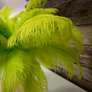 Ostrich Feathers 17-20" LIME, 1 to 25 pcs, Ostrich Plumes, Carnival Samba, Ostrich Drab, Mardi Gras, Centerpieces, Feather Fan ZUCKER® USA