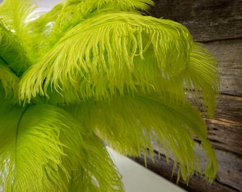 Ostrich Feathers 17-20" LIME, 1 to 25 pcs, Ostrich Plumes, Carnival Samba, Ostrich Drab, Mardi Gras, Centerpieces, Feather Fan ZUCKER® USA