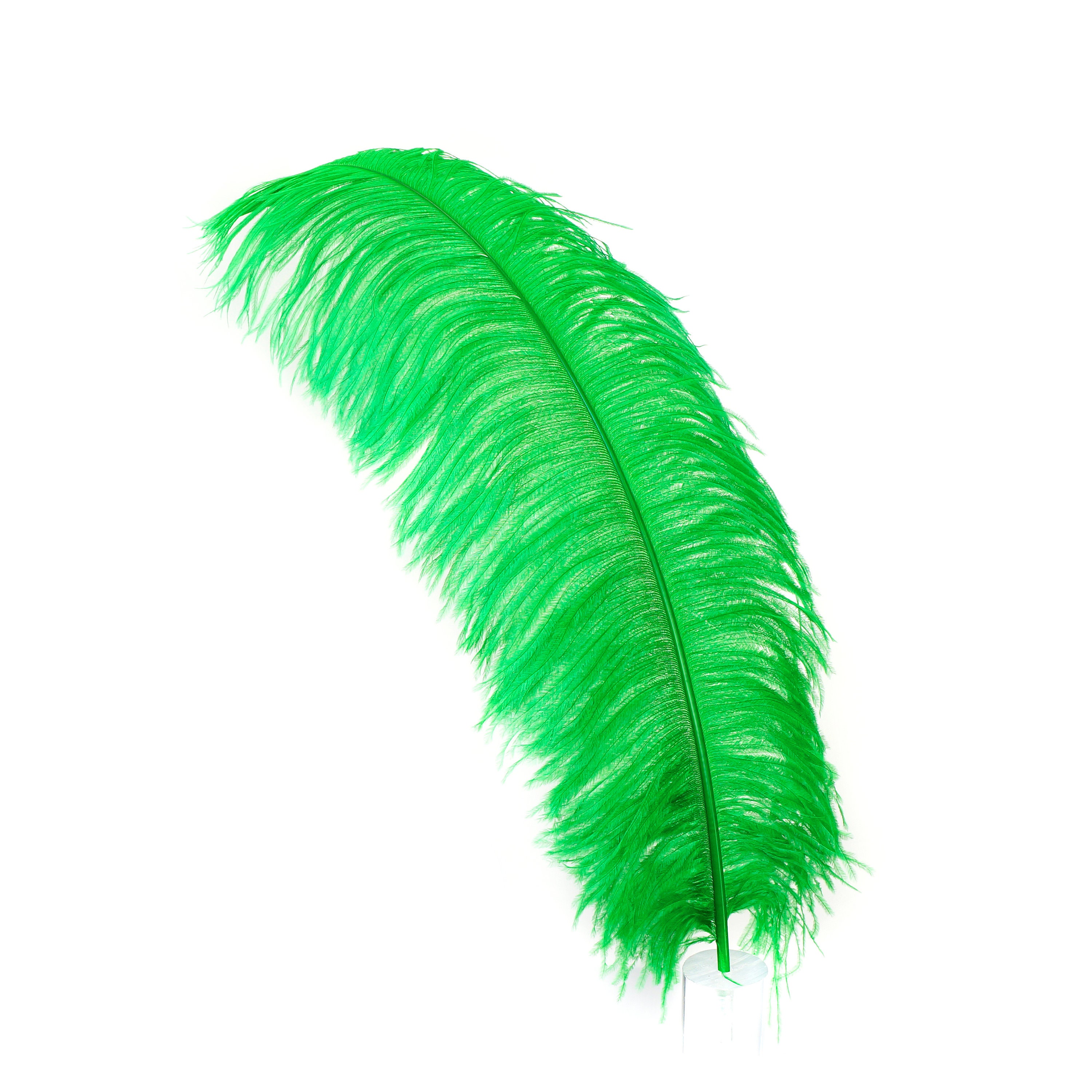 Large Ostrich Feathers - 24-30 Prime Femina Plumes - Black –   by Zucker Feather Products, Inc.