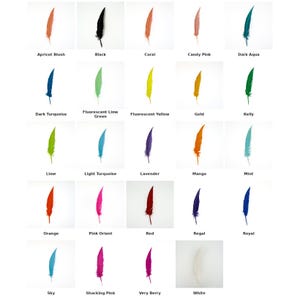 Dagger Cut Turkey Quill Feathers, 8-12", Costume Design 100 pieces Left Side